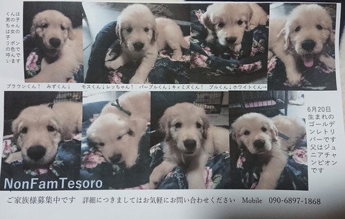 ゴールデン・レトリーバー 犬の販売・譲渡 4995 Jr.チャンピオンの子供達です