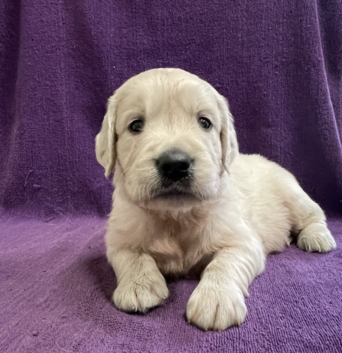 ゴールデン・レトリーバー 犬の販売・譲渡 5000 イギリスゴールデン産まれてます。