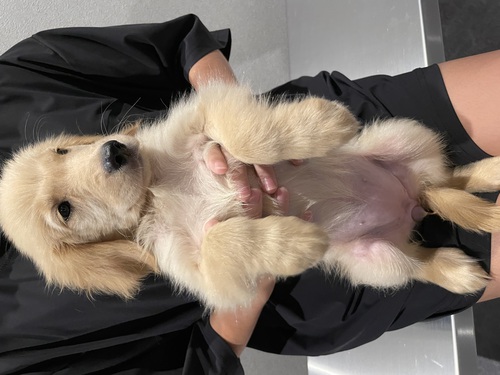 ゴールデン・レトリーバー 犬の販売・譲渡 5001 穏やかな女の子