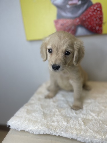 ゴールデン・レトリーバー 犬の販売・譲渡 5003 楽々分割払い月々3200円から