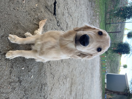 ゴールデン・レトリーバー 犬の販売・譲渡 5010 飼い主様決まりました