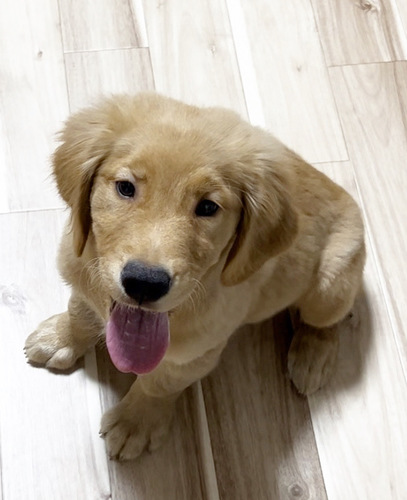 ゴールデン男の子 犬の販売 5017