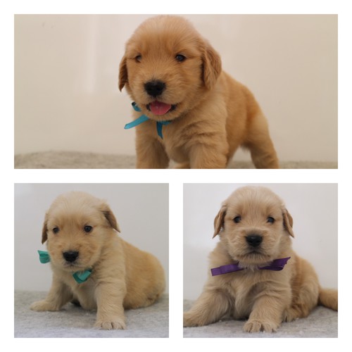 ゴールデン・レトリーバー 犬の販売・譲渡 5019 ゴールデン 男の子3匹