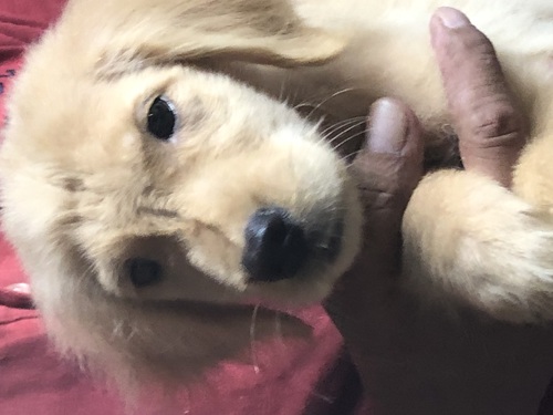 ゴールデン・レトリーバー 犬の販売・譲渡 5021 優良血統の男の子