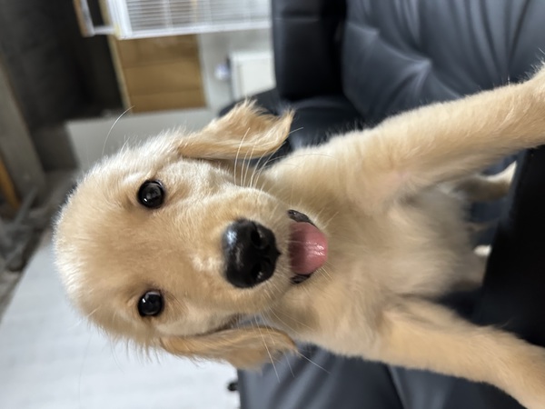 ゴールデン・レトリーバー 犬の販売・譲渡 5025 ゴールデンレトリーバー 特価販売