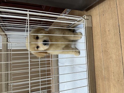ゴールデン・レトリーバー 犬の販売・譲渡 5027 マズル短い可愛い男の子