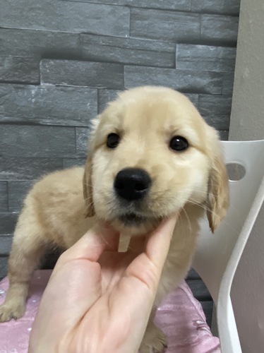 ゴールデン・レトリーバー 犬の販売・譲渡 5049 ゴールデンレトリーバー特価販売