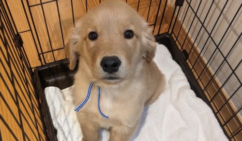 ゴールデン・レトリーバー 犬の販売・譲渡 5061 優良血統のやんちゃなゴールデンの男の子