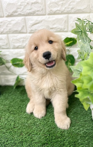 ゴールデン・レトリーバー 犬の販売・譲渡 5089 可愛いゴールデン特別価格 総額15万 3匹
