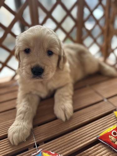 ゴールデン・レトリーバー 犬の販売・譲渡 5094 ぬいぐるみみたいな男の子!!