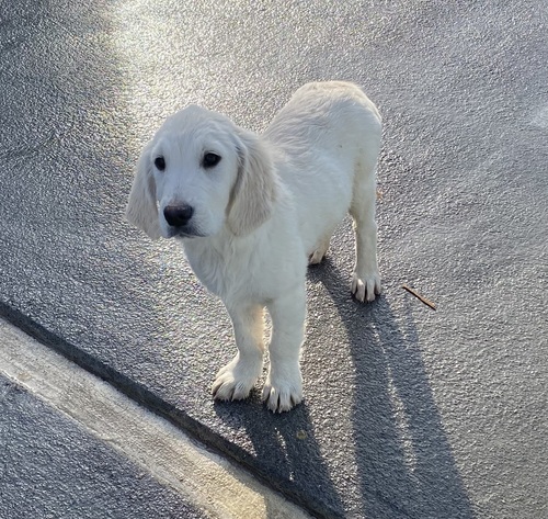 ゴールデン・レトリーバー 犬の販売・譲渡 5105 クリームの男の子
