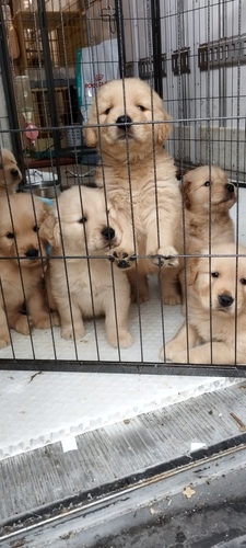 ゴールデン・レトリーバー 犬の販売・譲渡 5108 ゴールデン