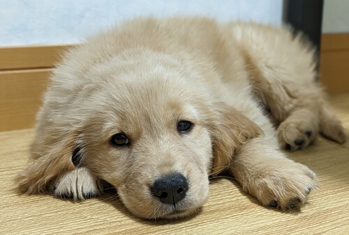 ゴールデン・レトリーバー 犬の販売・譲渡 5110 ゴールデン男の子 1頭のみ