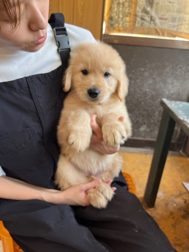 ゴールデン・レトリーバー 犬の販売・譲渡 5119 上質な女の子