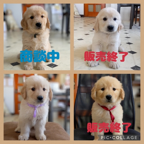 ★両親犬遺伝子検査クリア★可愛いゴールデン★ 犬の販売 5123