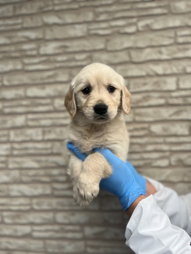 ゴールデン・レトリーバー 犬の販売・譲渡 5128 超激かわ美人モデル級