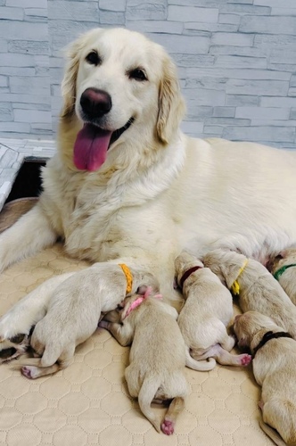 販売終了』クリーム系の美人なゴールデン生まれました 犬の販売 5134