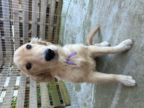 ゴールデン・レトリーバー 犬の販売・譲渡 5138 甘えん坊なゴールデン