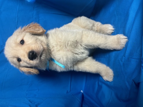 ゴールデン・レトリーバー 犬の販売・譲渡 5139 まんまるコロコロなゴールデン!