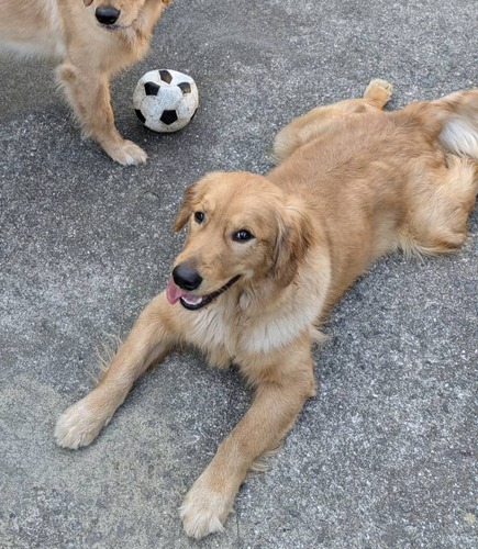 ゴールデン・レトリーバー 犬の販売・譲渡 5151 再投稿:オーナー様募集中