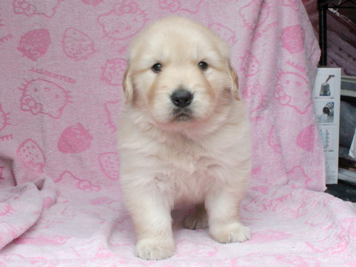 ゴールデン・レトリーバー 犬の販売・譲渡 5154 ご家族が決定しました。ありがとうございました。