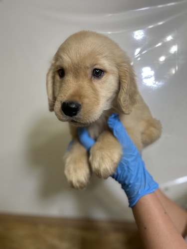 ゴールデン・レトリーバー 犬の販売・譲渡 5158 大人気のゴールデン君