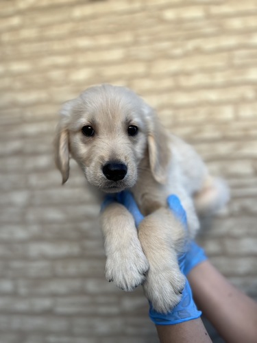 ゴールデン・レトリーバー 犬の販売・譲渡 5166 激かわゴル君