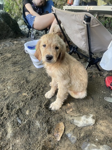 ゴールデン・レトリーバー 犬の販売・譲渡 5167 小さい可愛い子です。