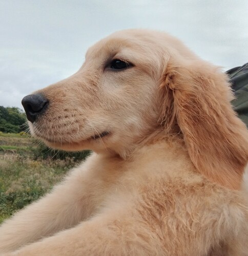 ゴールデン・レトリーバー 犬の販売・譲渡 5169 優良血統ゴールデンレトリバーの子犬です。