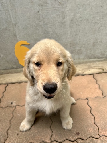 ゴールデン・レトリーバー 犬の販売・譲渡 5172 おっとりさん
