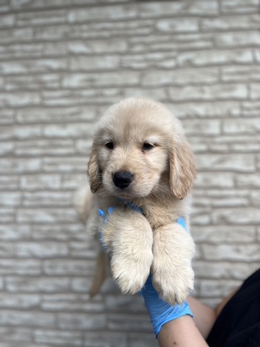 ゴールデン・レトリーバー 犬の販売・譲渡 5181 ムチムチな男の子