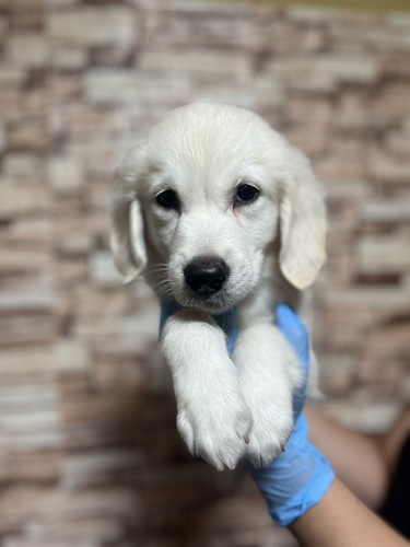 ゴールデン・レトリーバー 犬の販売・譲渡 5188 ゴールデンレトリーバー