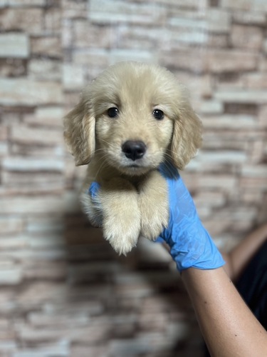 ゴールデン・レトリーバー 犬の販売・譲渡 5191 激かわ 男の子