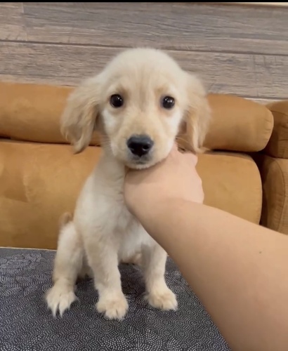 ゴールデン・レトリーバー 犬の販売・譲渡 5192 可愛いゴールデンレトリバー