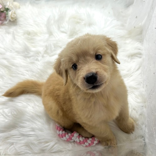 ゴールデン・レトリーバー 犬の販売・譲渡 5199 4兄弟唯一の女の子