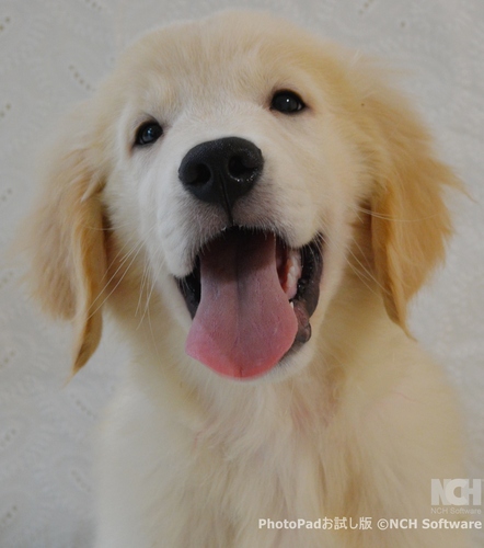 優良血統ゴールデン 犬の販売 5203