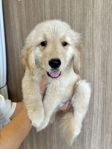 ゴールデン・レトリーバー 犬の販売・譲渡 5206 激かわゴールデン男の子