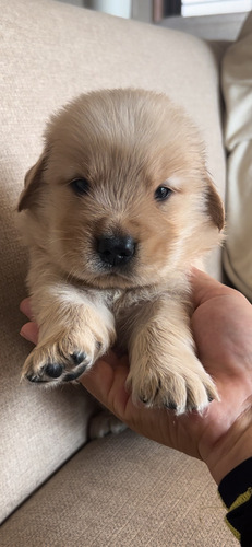 ゴールデン・レトリーバー 犬の販売・譲渡 5234 血統抜群。素晴らしいゴールデンレトリバー