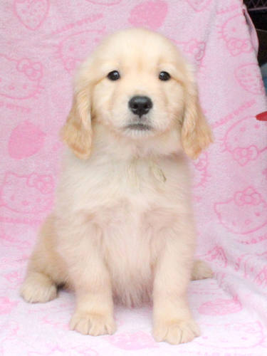 ゴールデン・レトリーバー 犬の販売・譲渡 5240 ご家族が決定しました。ありがとうございました。