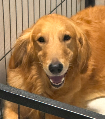 ゴールデン・レトリーバー 犬の販売・譲渡 5248 引退する女の子です。