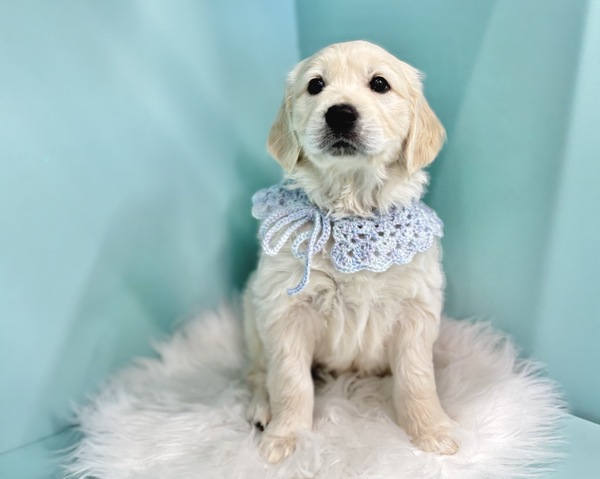 英国の血が入ってる白クリームカラー 犬の販売 5249