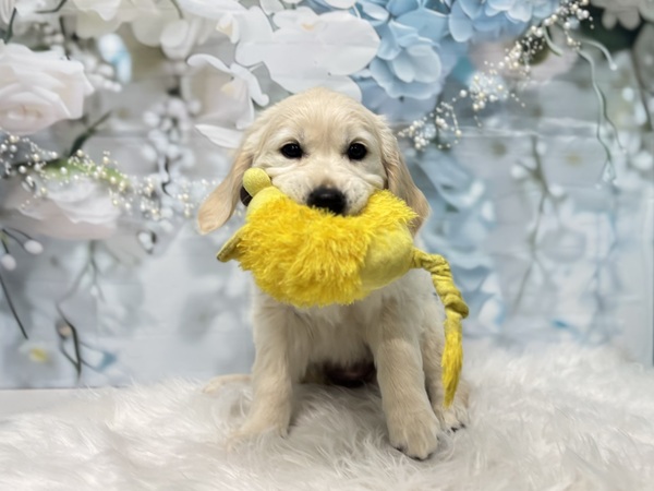 ホワイトゴールデン 犬の販売 5250