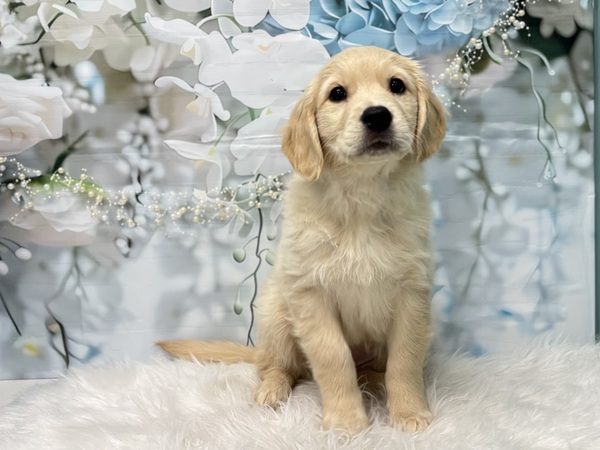 スタイル抜群ゴールデン 犬の販売 5256
