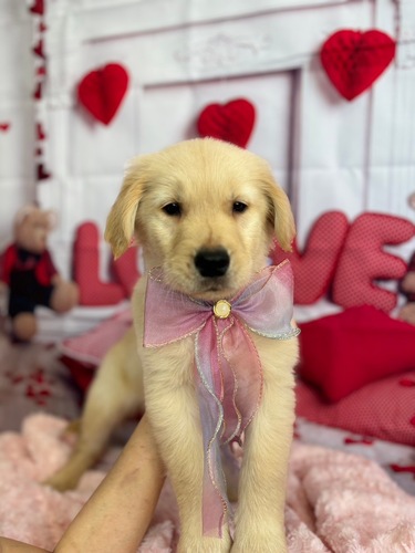 ゴールデン・レトリーバー 犬の販売・譲渡 5258 ゴールデン男の子 4226