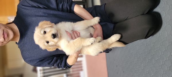 マイペースで人懐っこい女の子 犬の販売 5262