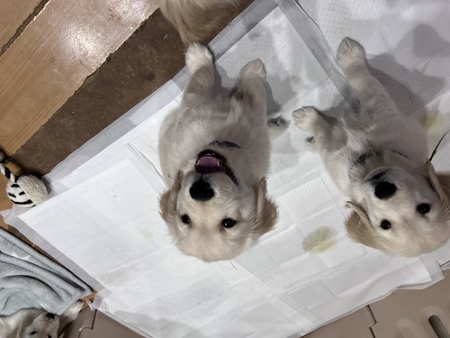 ゴールデン・レトリーバー 犬の販売・譲渡 5265 ご見学時お迎え可能な月齢
