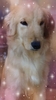 S[fEg[o[ q T ̎q 5266