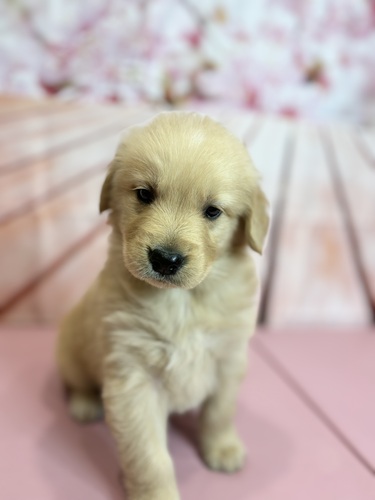 ゴールデン・レトリーバー 犬の販売・譲渡 5268 ゴールデン