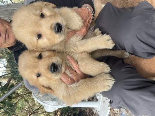 ゴールデン・レトリーバー 犬の販売・譲渡 5272 ズッシリ重い仔犬たちです。