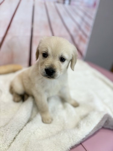 ゴールデン・レトリーバー 犬の販売・譲渡 5275 ゴールデン8810